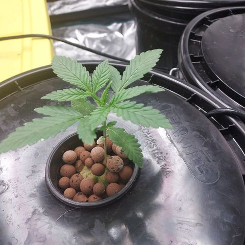Unknown strain growlog photo: Ph within rang. All good
