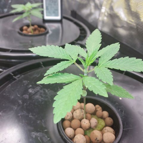 Unknown strain growlog photo: Ph within rang. All good
