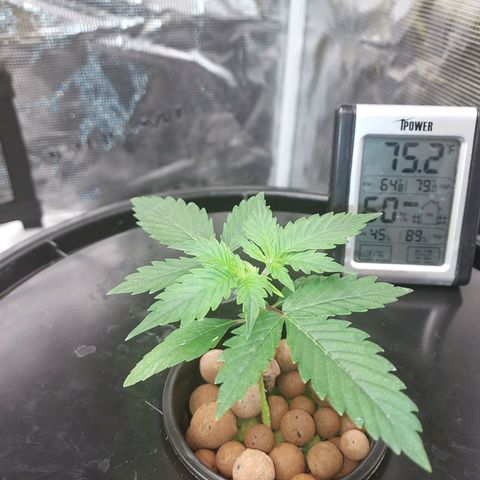 Unknown strain growlog photo: Ph within rang. All good

