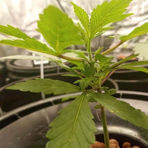Unknown strain growlog timeline photo