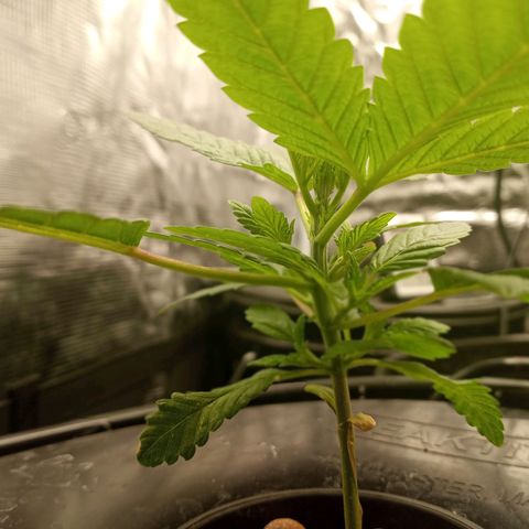 Unknown strain growlog timeline photo