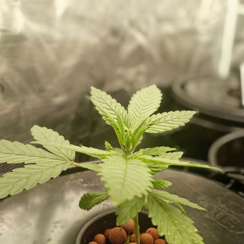 Unknown strain growlog timeline photo