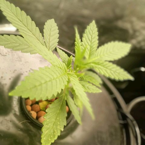Unknown strain growlog timeline photo