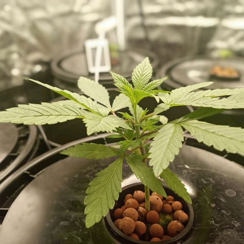 Unknown strain growlog timeline photo