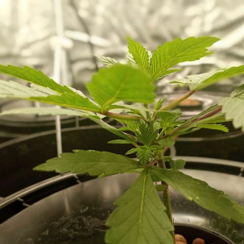 Unknown strain growlog timeline photo