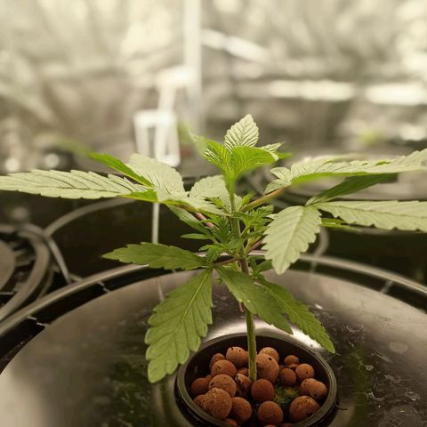 Unknown strain growlog timeline photo