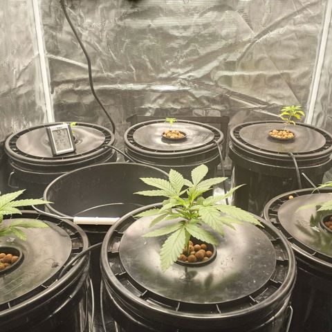 Unknown strain growlog timeline photo