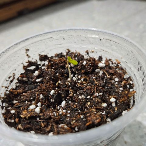 Gorilla Girl XL Auto growlog photo: Espolvoreamos para mantener la humedad hasta que el indoor estuviera listo 