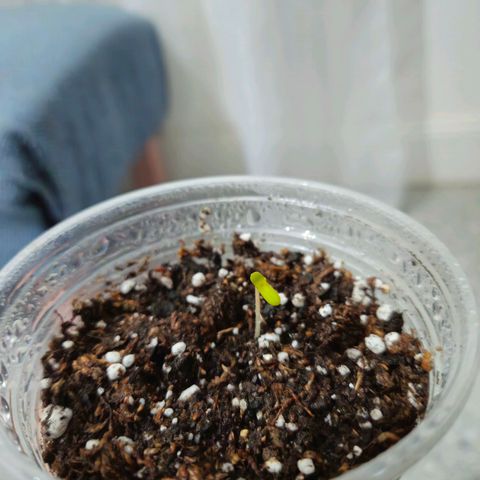 Gorilla Girl XL Auto growlog photo: Espolvoreamos para mantener la humedad hasta que el indoor estuviera listo 