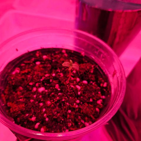 Gorilla Girl XL Auto growlog timeline photo
