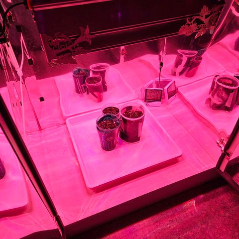 Gorilla Girl XL Auto growlog timeline photo