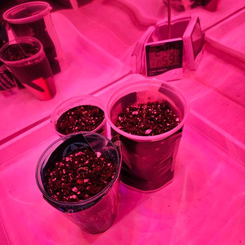 Gorilla Girl XL Auto growlog timeline photo