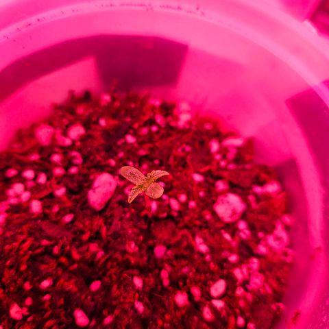 Gorilla Girl XL Auto growlog timeline photo