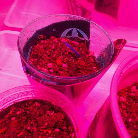 Gorilla Girl XL Auto growlog timeline photo