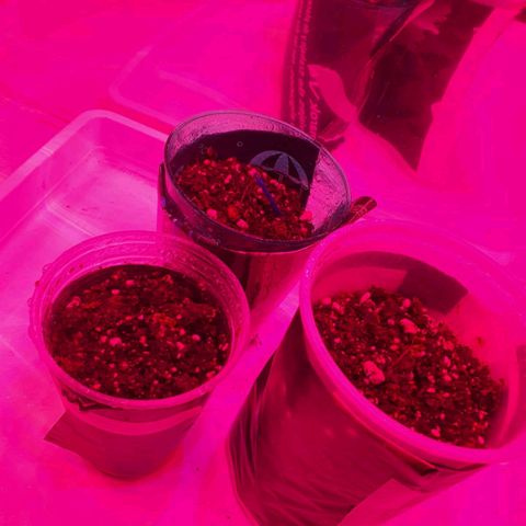 Gorilla Girl XL Auto growlog timeline photo