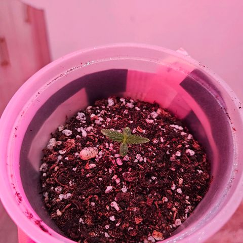 Gorilla Girl XL Auto growlog timeline photo