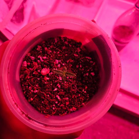 Gorilla Girl XL Auto growlog timeline photo