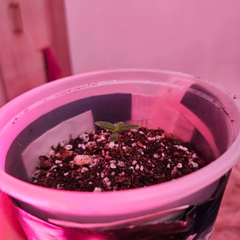 Gorilla Girl XL Auto growlog timeline photo