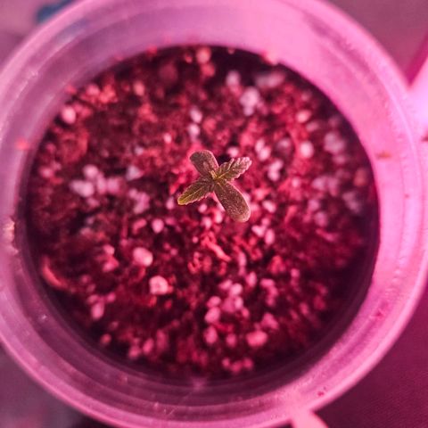 Gorilla Girl XL Auto growlog timeline photo
