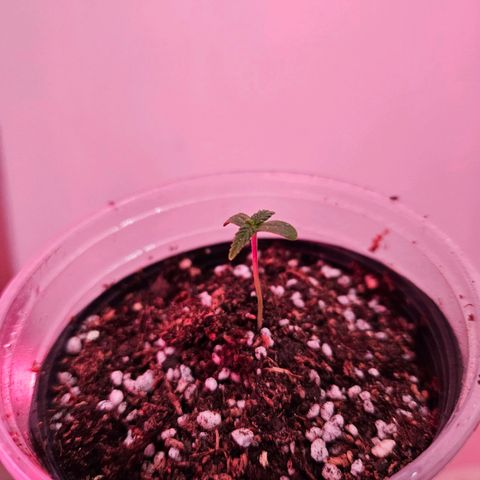 Gorilla Girl XL Auto growlog timeline photo