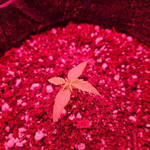 Gorilla Girl XL Auto growlog timeline photo