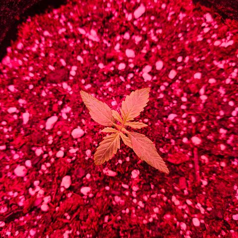 Gorilla Girl XL Auto growlog timeline photo