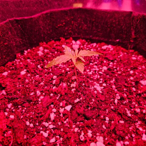 Gorilla Girl XL Auto growlog timeline photo