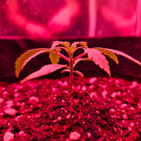 Gorilla Girl XL Auto growlog timeline photo