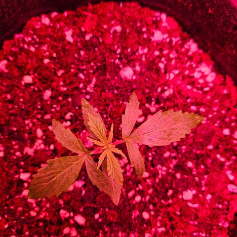 Gorilla Girl XL Auto growlog timeline photo