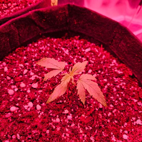 Gorilla Girl XL Auto growlog timeline photo
