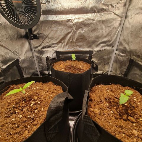 Watermelon Automatic growlog timeline photo