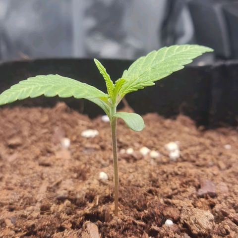 Watermelon Automatic growlog timeline photo