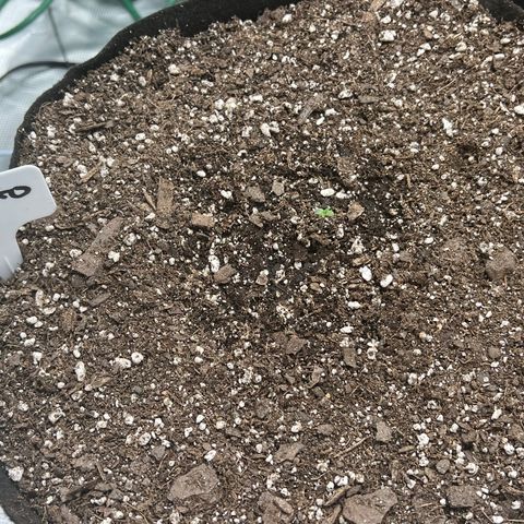 Gelato growlog photo: 11:45am