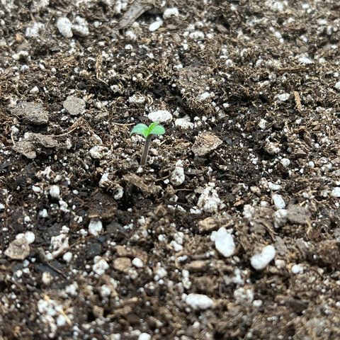 Gelato growlog photo: 11:45 am