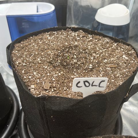 Mesphito - CDLC growlog photo: 11:45am