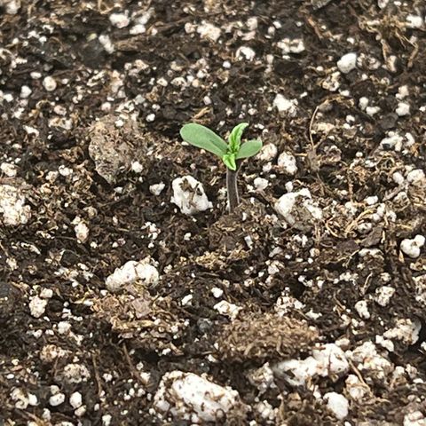 Amnesia Haze growlog photo: 11:45 am