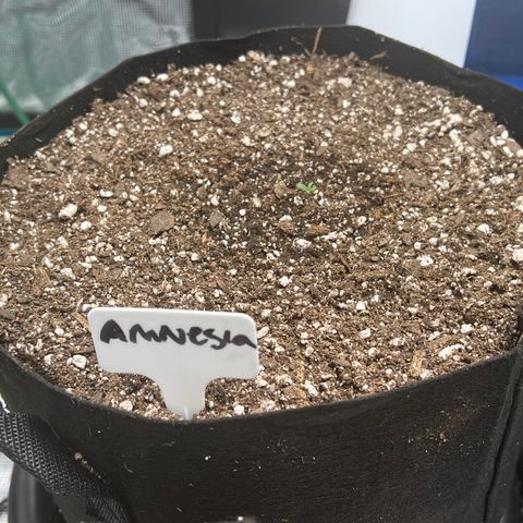 Amnesia Haze growlog photo: 11:45 am