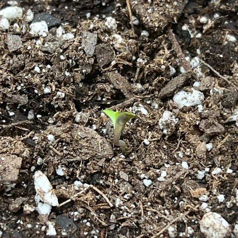 Queens Banner growlog photo: 11:45 am