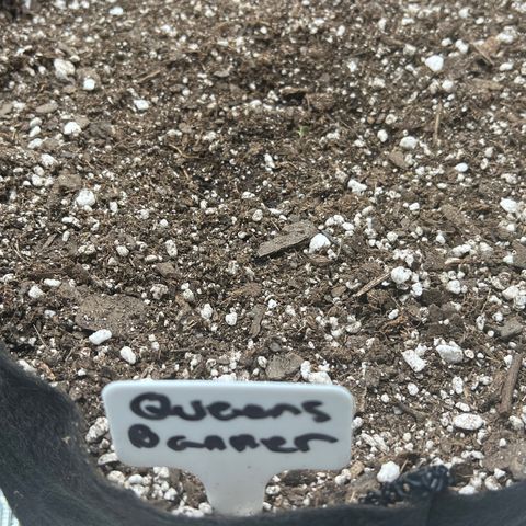 Queens Banner growlog photo: 11:45 am