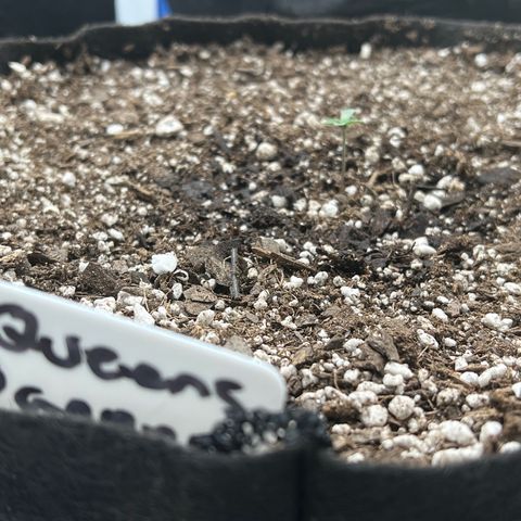Queens Banner growlog photo: 8am