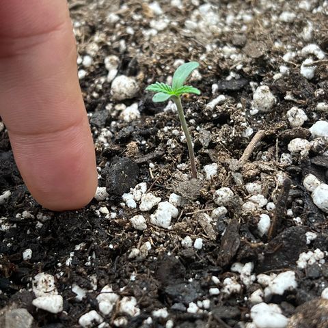 Queens Banner growlog photo: 8am