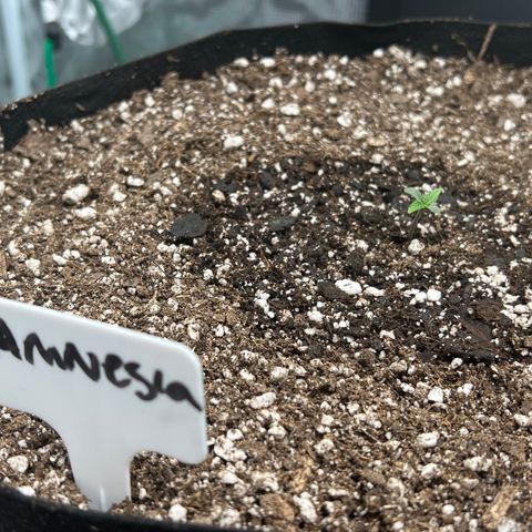 Amnesia Haze growlog photo: 8am