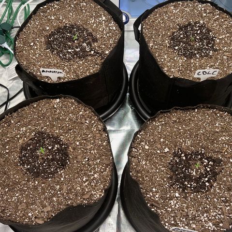 Amnesia Haze growlog photo: 8am