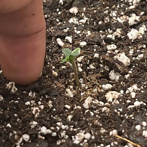 Mesphito - CDLC growlog photo: 8am