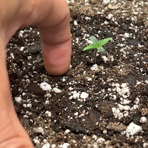 Amnesia Haze growlog photo: 8am