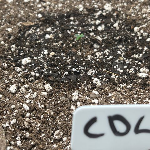 Mesphito - CDLC growlog photo: 8am