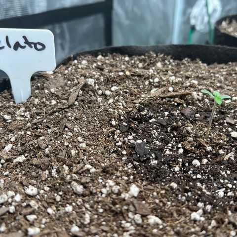 Gelato growlog photo: 8am