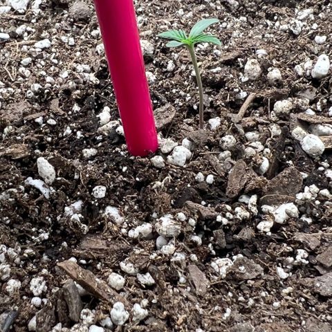 Queens Banner growlog photo: 10am