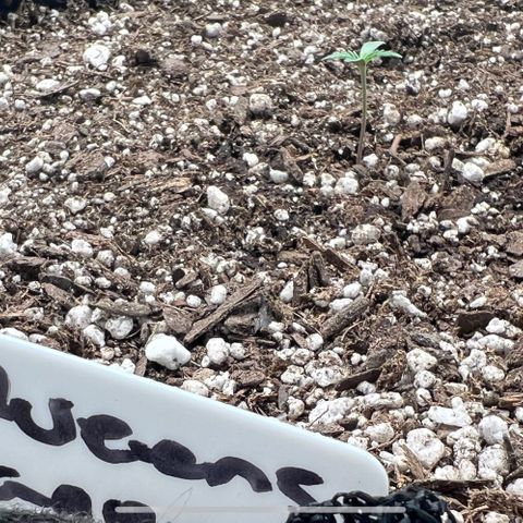 Queens Banner growlog photo: 10am