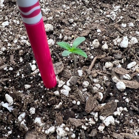 Queens Banner growlog photo: 10am